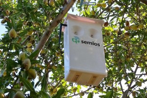 Semios