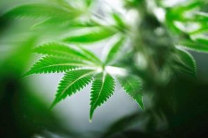 A marijuana plant is seen at Tweed Marijuana Inc in Smith's Falls