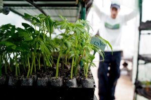 Ample Organics Inc