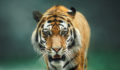 Tiger targets $2.2bn for Fund XVII: Report tiger