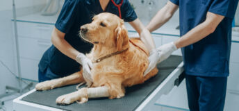 Veterinarian inspecting a dog with a stethoscope on an examination table.