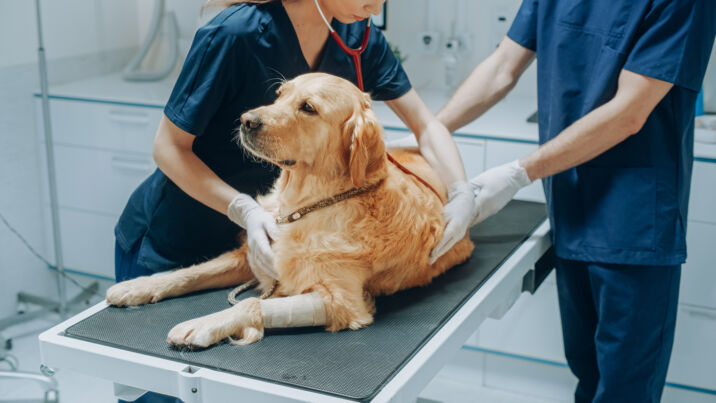 Veterinarian inspecting a dog with a stethoscope on an examination table.